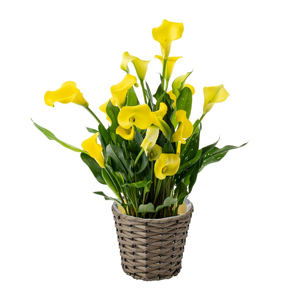 【2026年母の日】カラー イエロー 5号バスケット