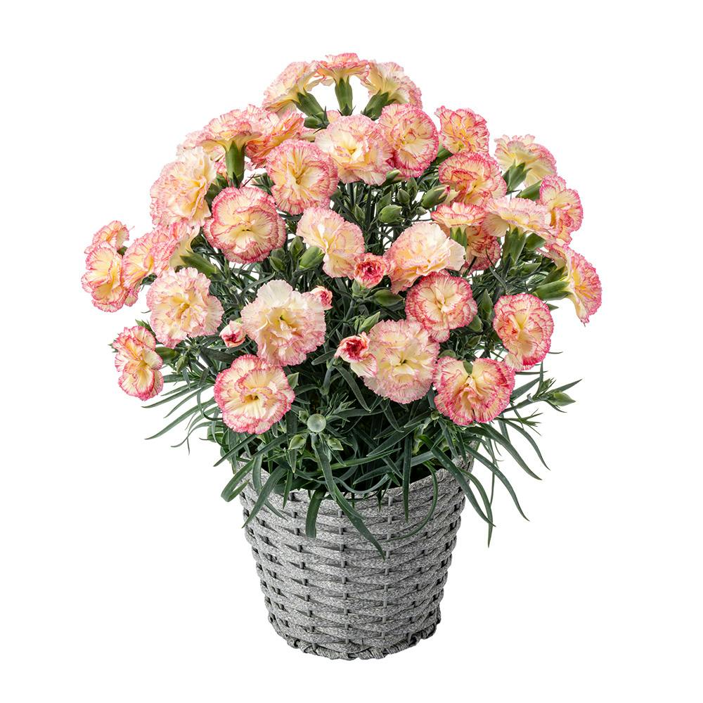 【2026年母の日】カーネーション 5号 パナシェ