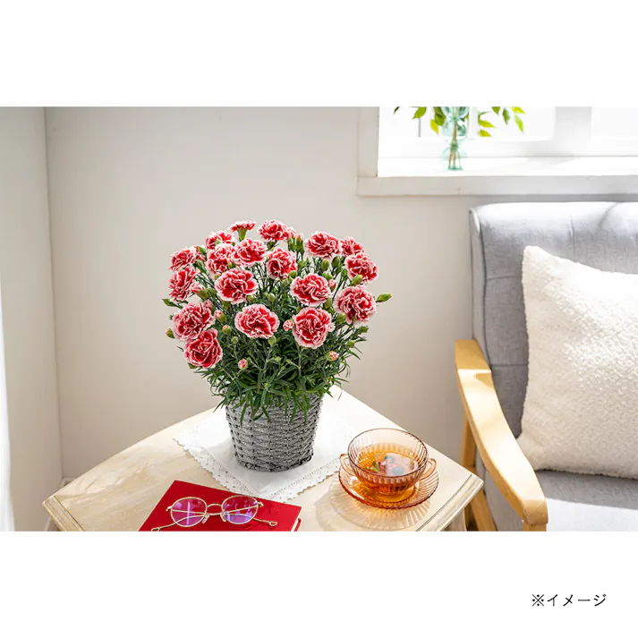 【2026年母の日】カーネーション 5号 いちごホイップ