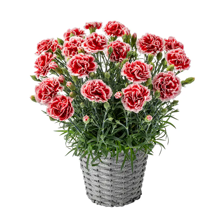 【2026年母の日】カーネーション 5号 いちごホイップ