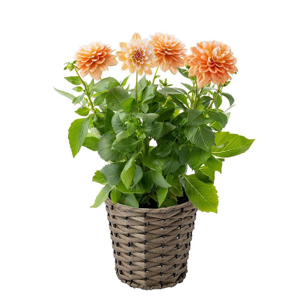 【2026年母の日】ダリア キャラメル バスケット