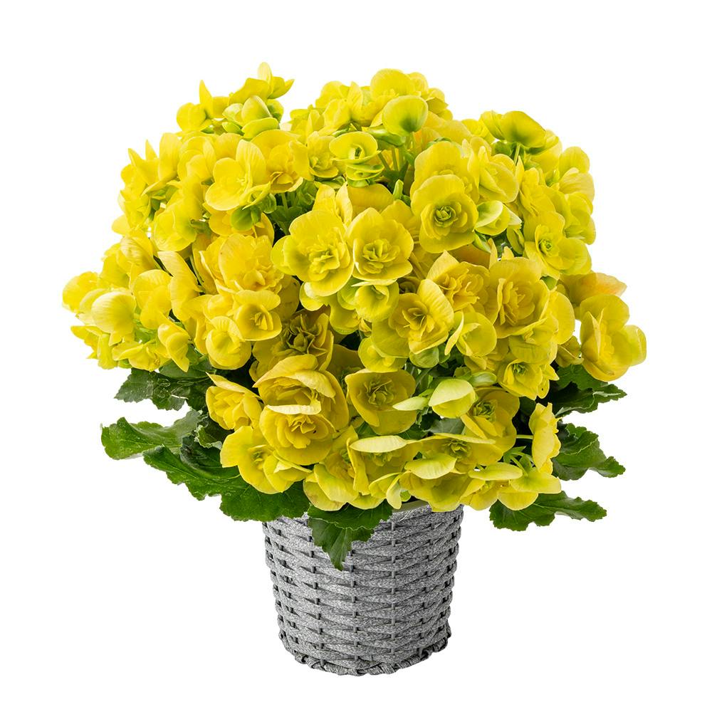 【2026年母の日】リーガスベゴニア イエロー 5号バスケット