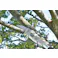 TAKAGI EARTH MAN 高儀 伸縮ポールガーデンソー用替刃 生木用 GGSP-3 4907052542983 【ネット注文限定・別送品】