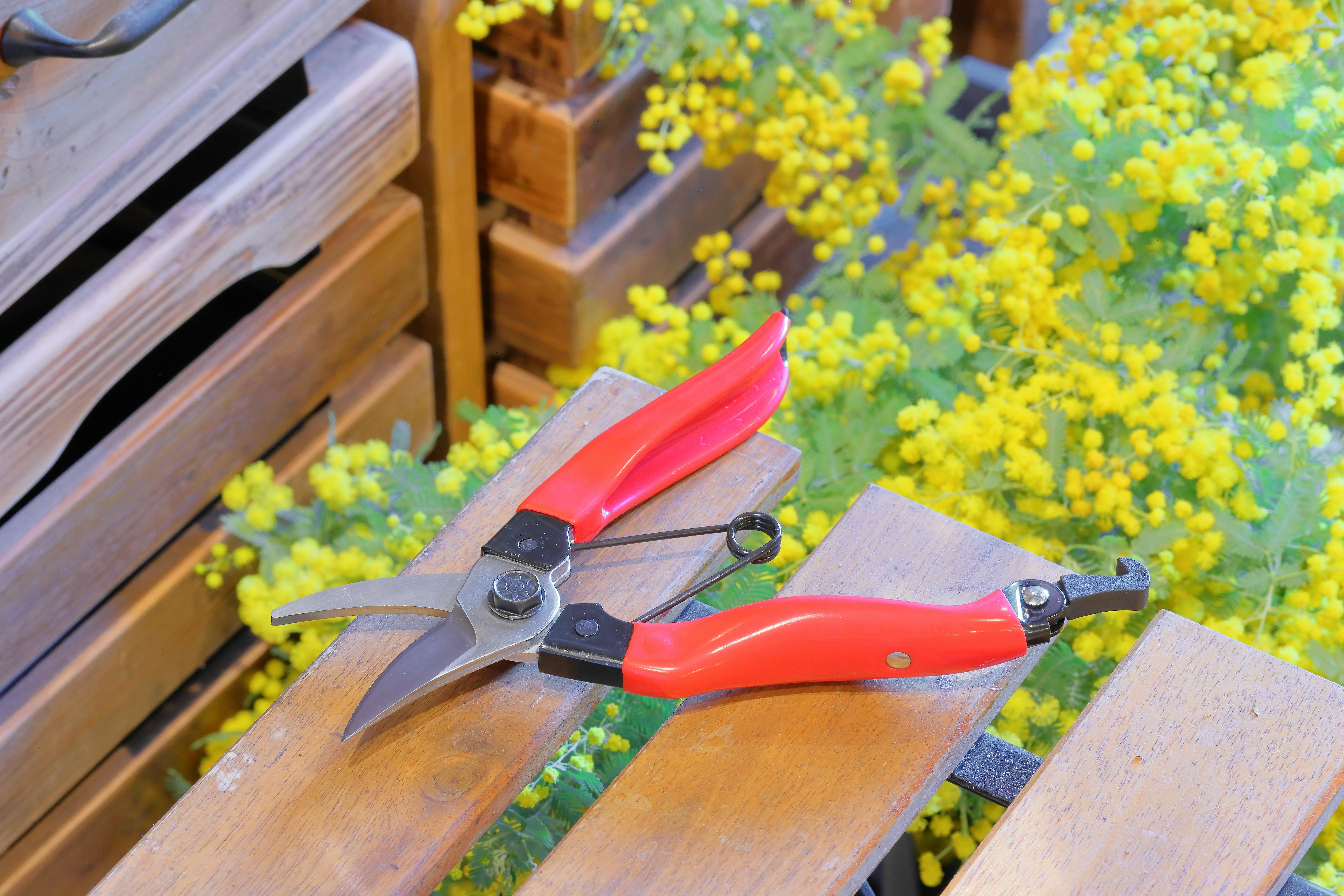 TAKAGI 高儀 サンフラワーファクトリー× 剪定鋏 180mm 赤グリップ ST