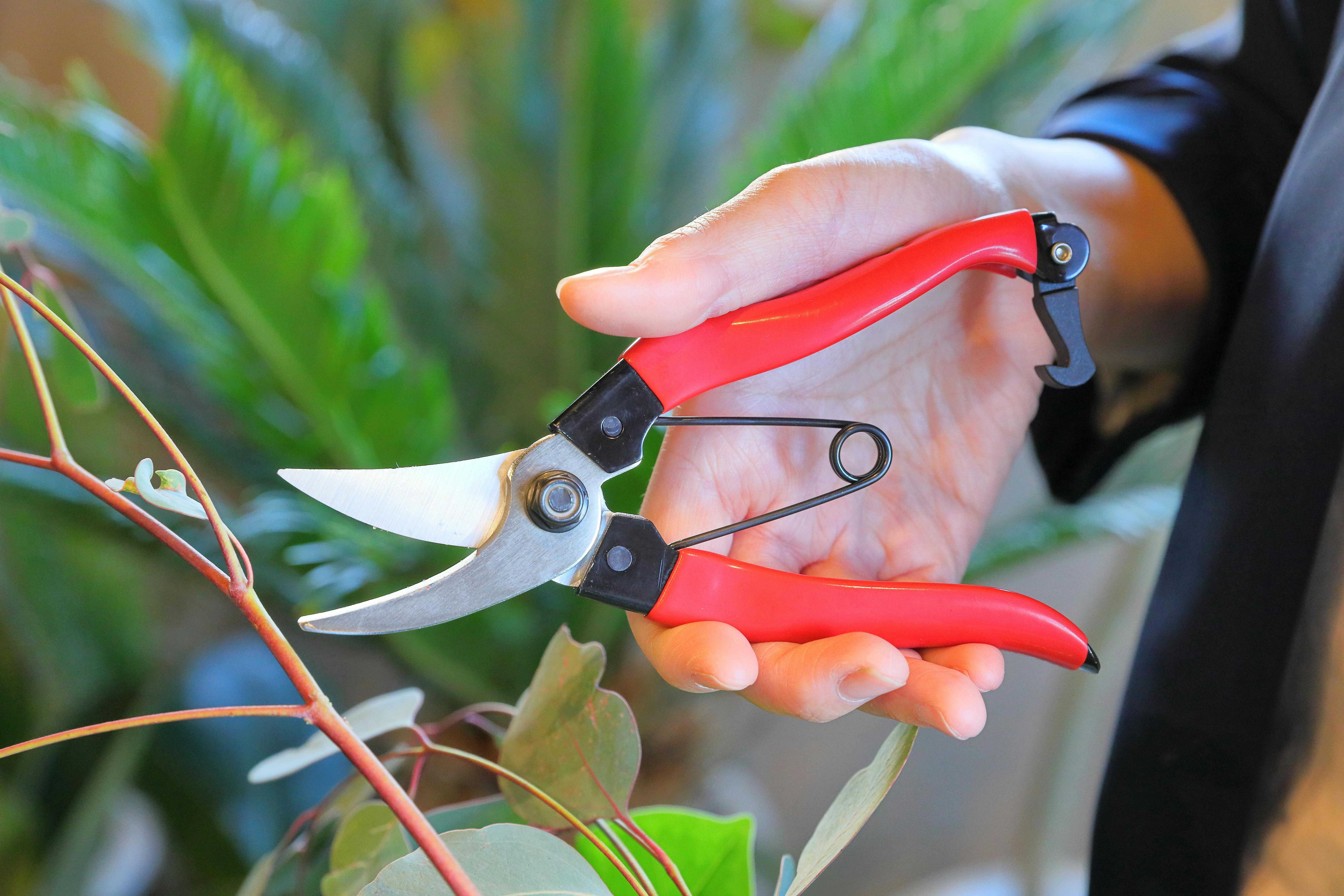 TAKAGI 高儀 サンフラワーファクトリー× 剪定鋏 180mm 赤グリップ ST