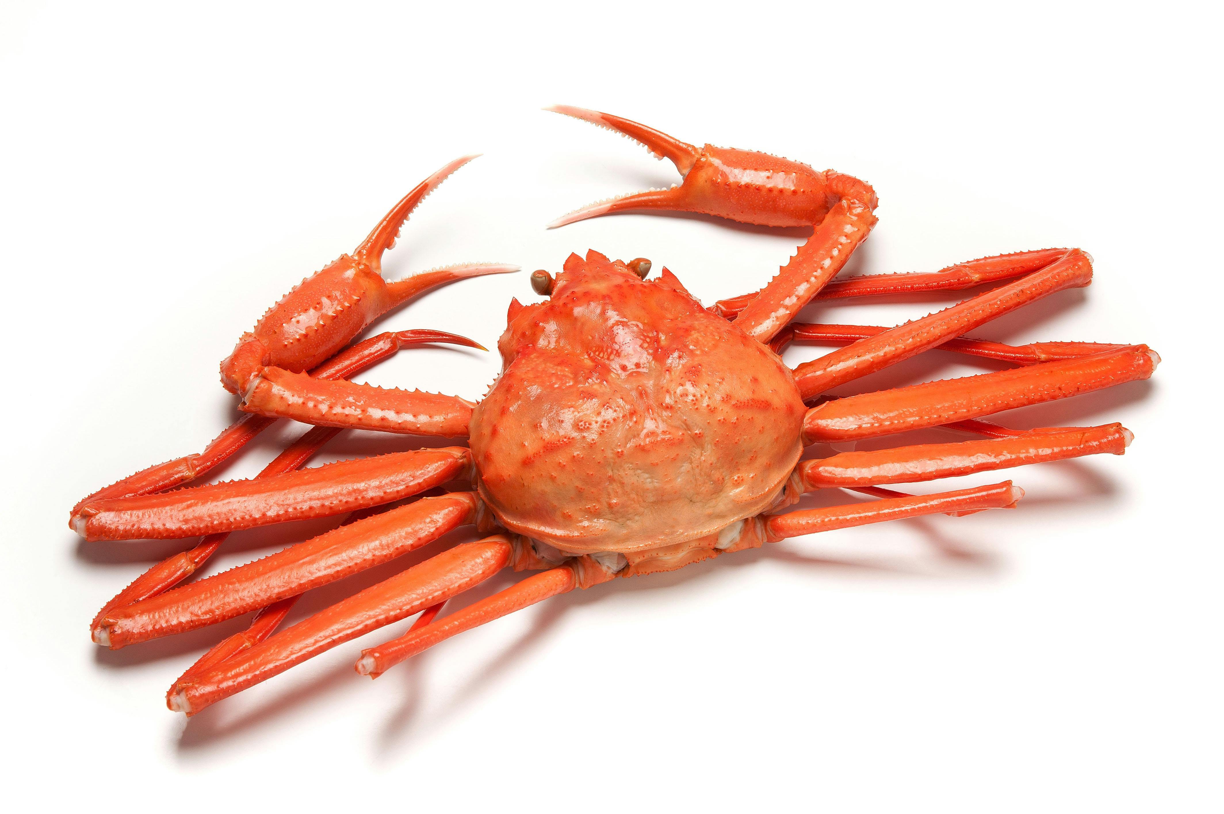 かに割り 食洗機対応 カニはさみ 殻割 4907052875005【別送品】 | 包丁