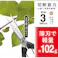 越路×TAKAGI ステン刃長芽切・摘果鋏 200mm 園芸用はさみ 果実・菜園用 軽量 日本製 間引き 先細 ステンレス製 さびにくい 留め具付 4907052711570【別送品】