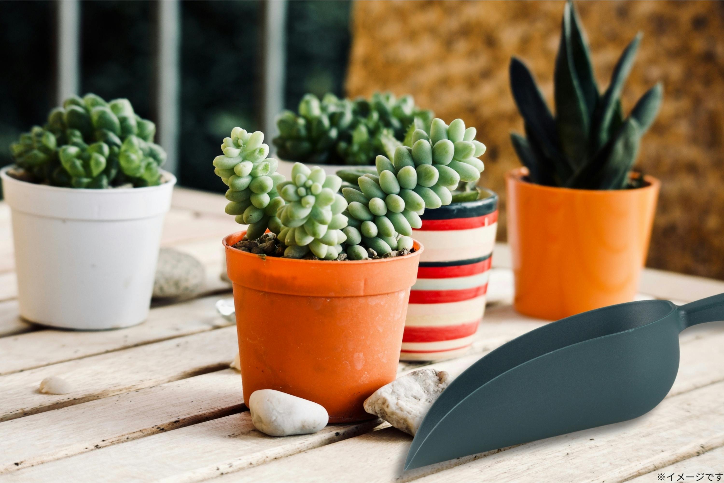 デカルコップ　sp４枚 TAKAGI ガーデンスコップ 大 丸型 軽量 丈夫 ポリプロピレン グラス