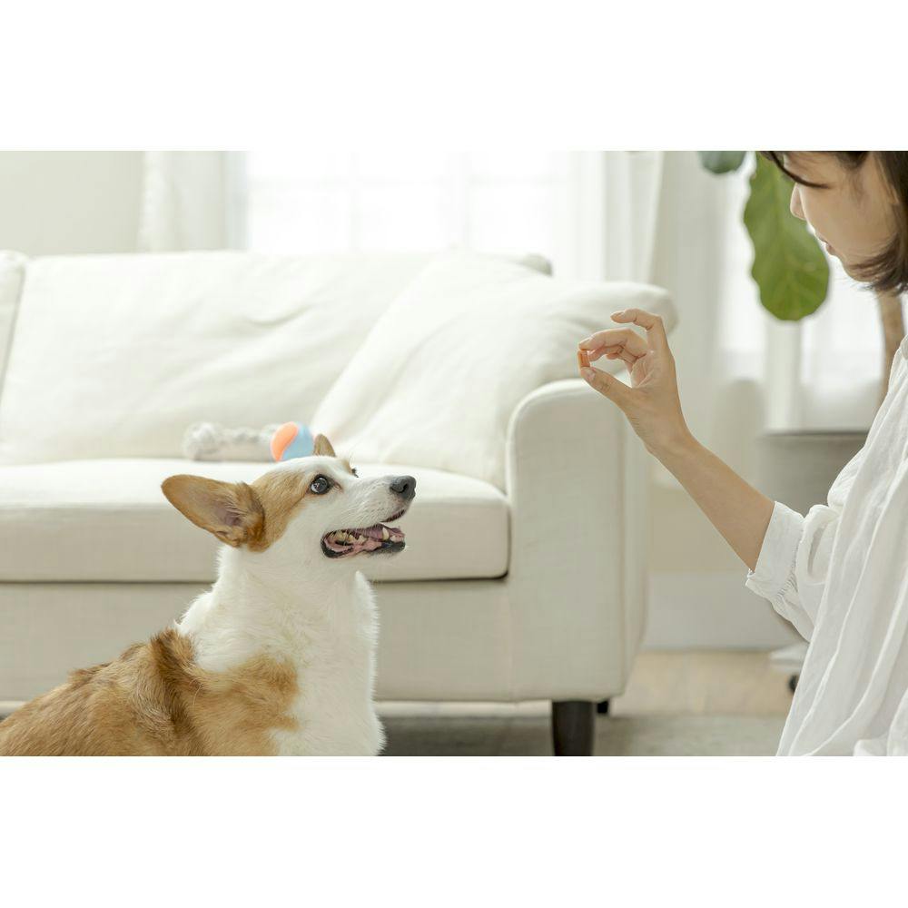 きょうのごほうび鶏ささみのチーズ入りロール100g(販売終了) ペット用品（犬） ホームセンター通販【カインズ】