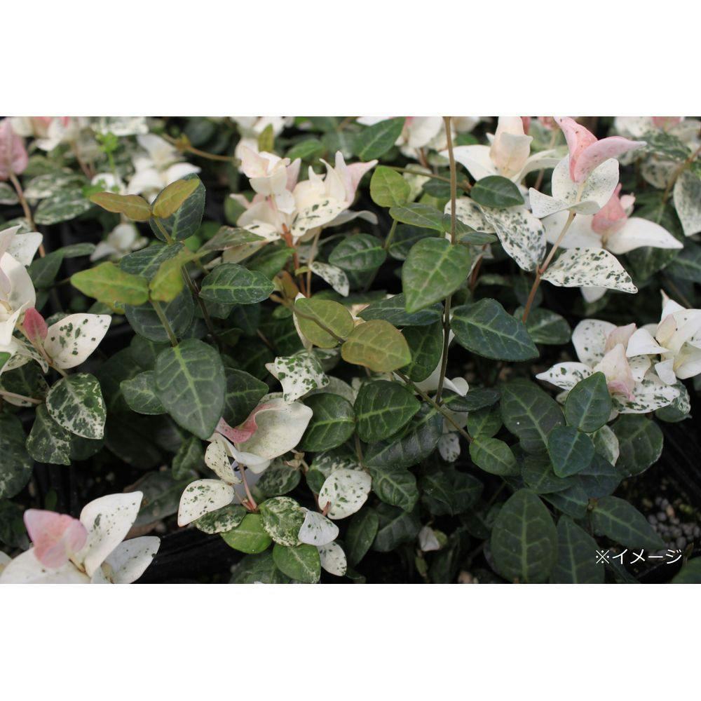 ハツユキカズラ