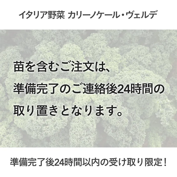 イタリア野菜 カリーノケール・ヴェルデ