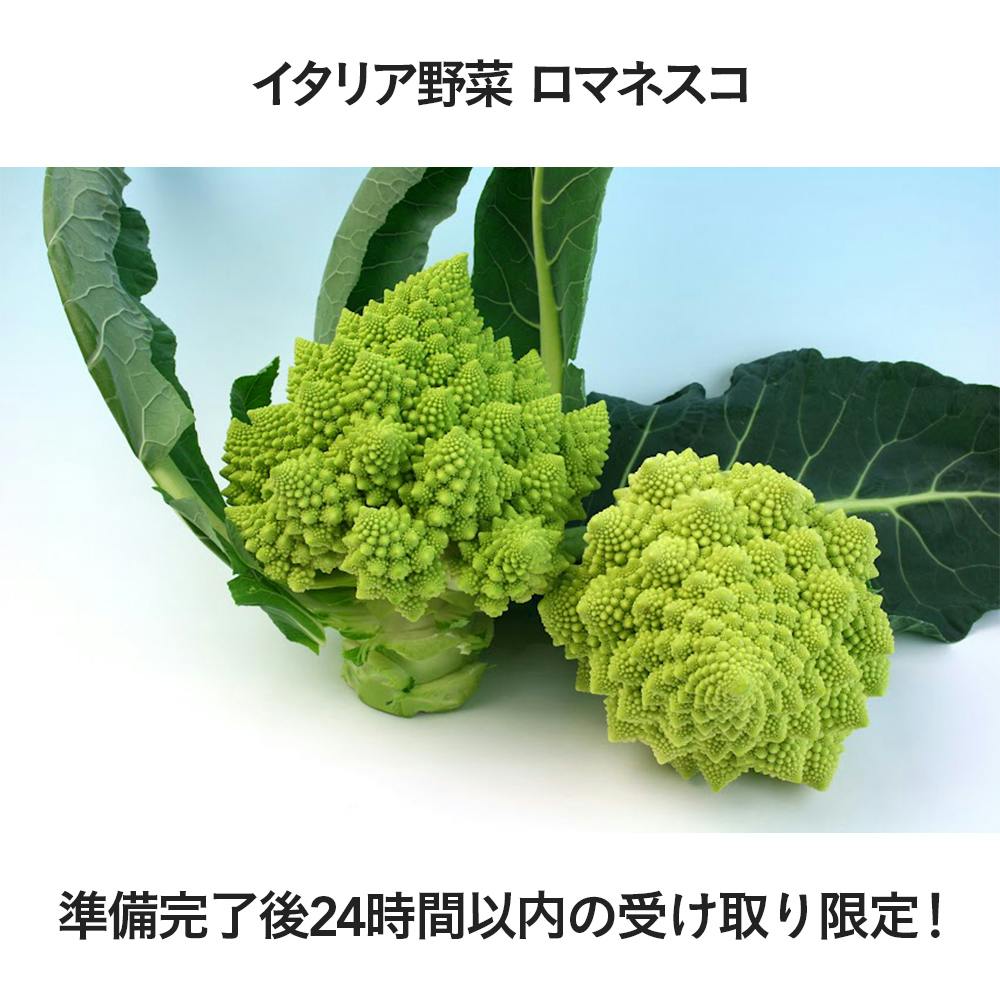 イタリア野菜 ロマネスコ