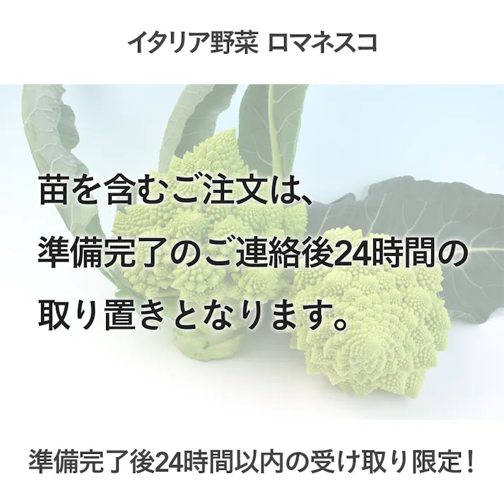 イタリア野菜 ロマネスコ