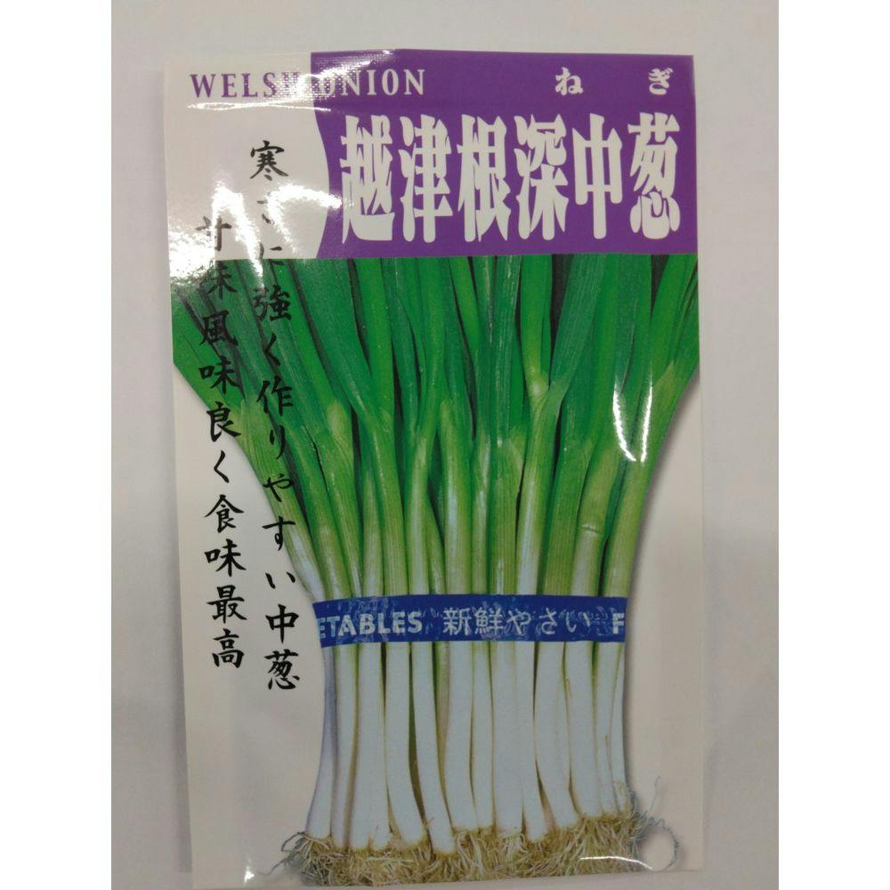 F1 早どり玉ねぎ ネオポロン(販売終了) | 花＆グリーン 通販