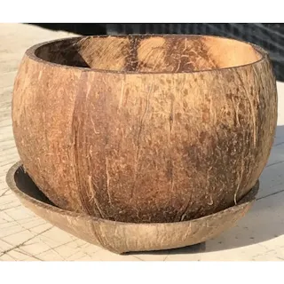 ココナッツポット皿付き