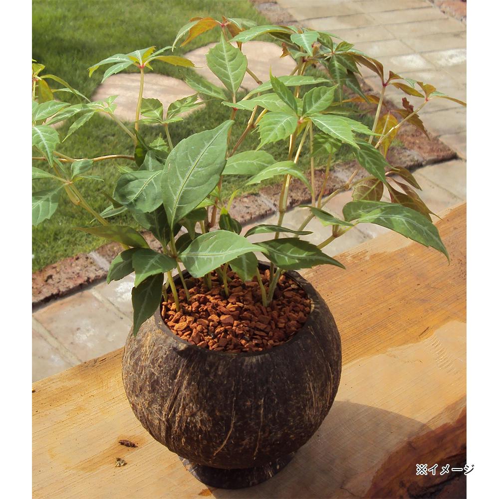 ココナッツポットカップタイプ(販売終了) | 鉢・プランター・花台