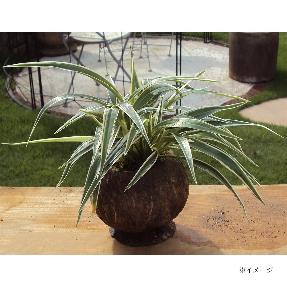 ココナッツポットカップタイプ(販売終了) | 鉢・プランター・花台