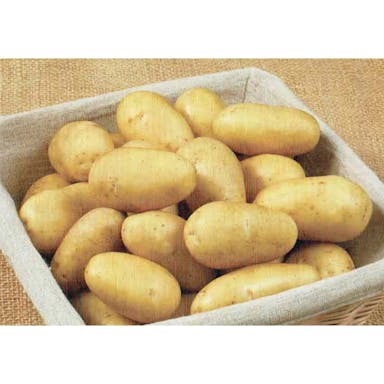 グウェン 500g(販売終了)