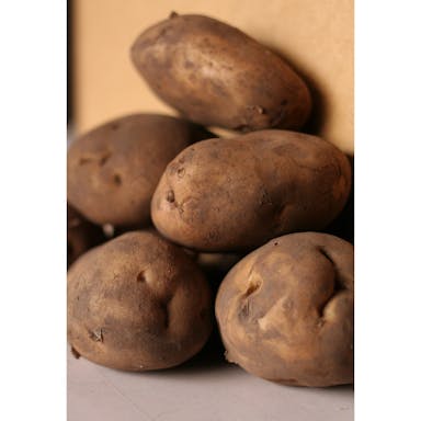 ワセシロ 800g(販売終了)