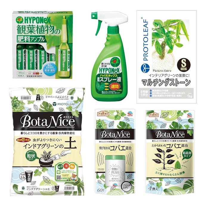 【オンライン限定】観葉植物栽培セット(販売終了)