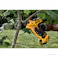 DEWALT 18V 剪定ばさみ