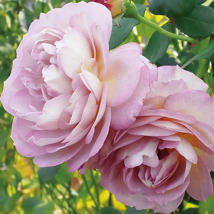 【2023年バラ苗予約販売】まほろば(販売終了)