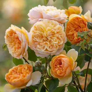 【2025年バラ苗予約販売】ブリング・ミー・サンシャイン