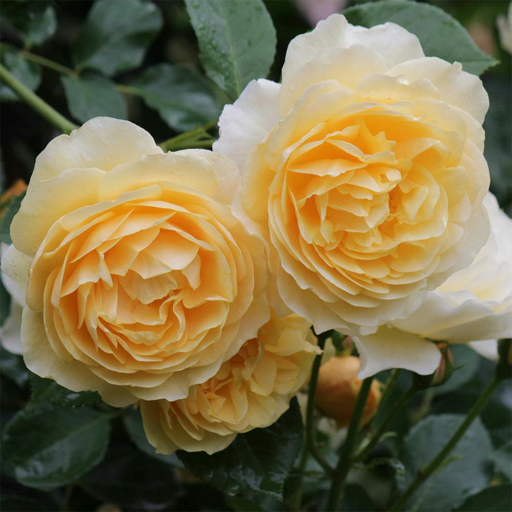 �O���n���E�g�[�}�X ��؁E�ʎ�