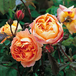 【2025年バラ苗予約販売】レディ・エマ・ハミルトン