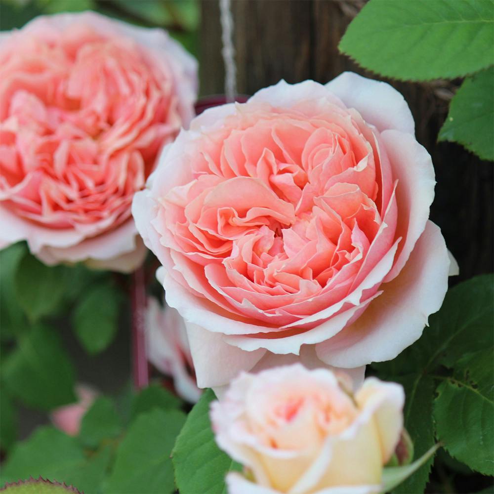 斑入りブーゲンビリア オレンジ花 1.2m 植木 盆栽 ピンクの人気商品