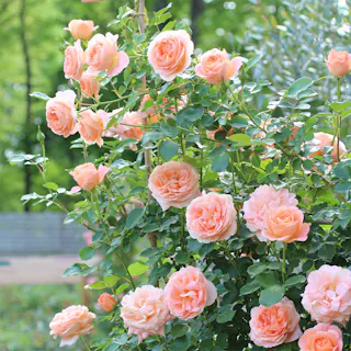 【2025年バラ苗予約販売】サマー・ドリーム