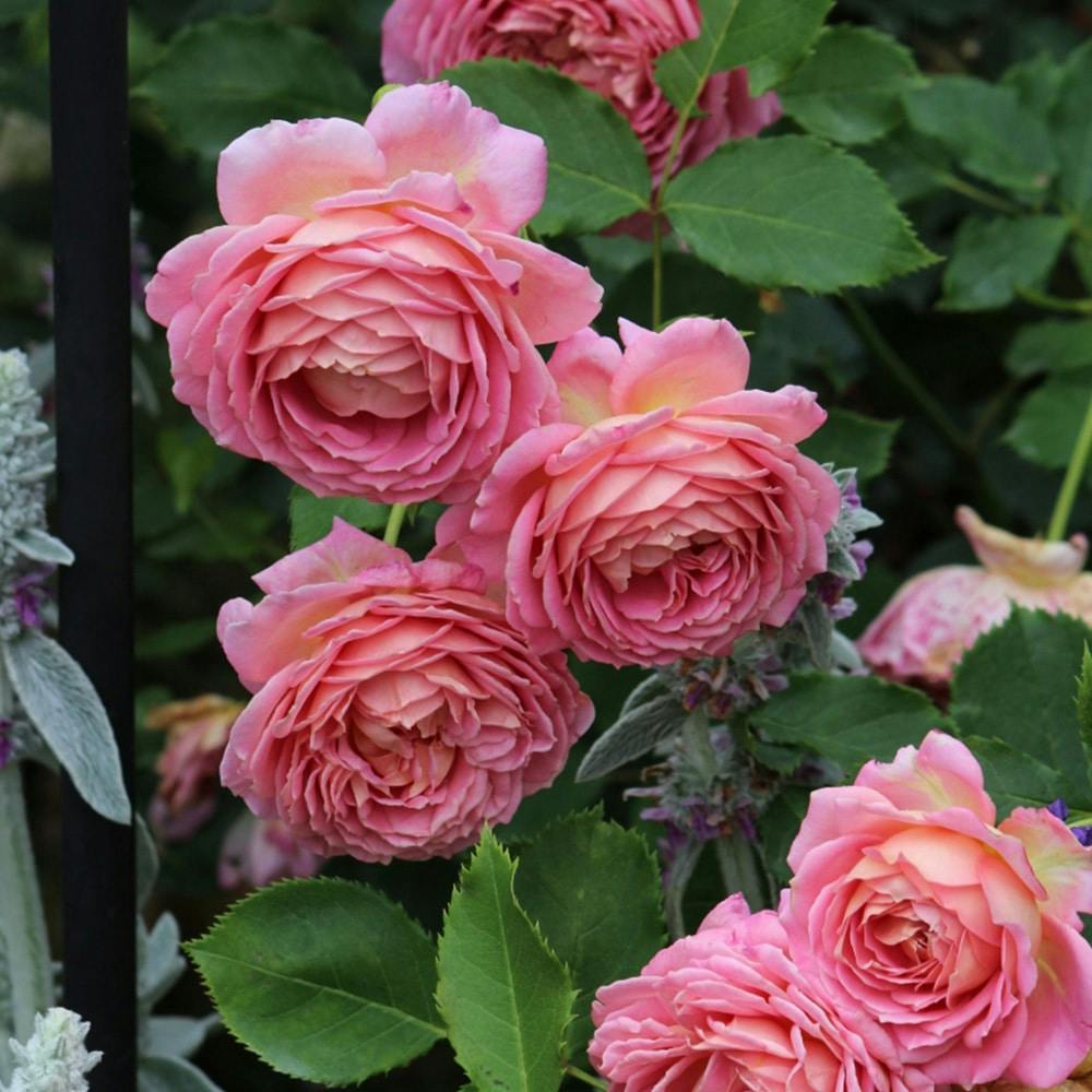 �W���r���[�E�Z���u���[�V���� ��؁E�ʎ�