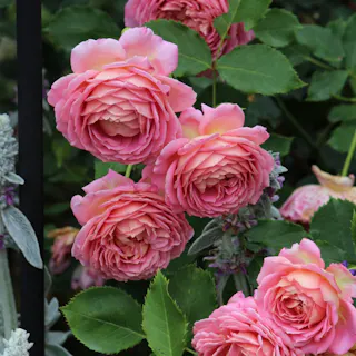 【2025年バラ苗予約販売】ジュビリー・セレブレーション