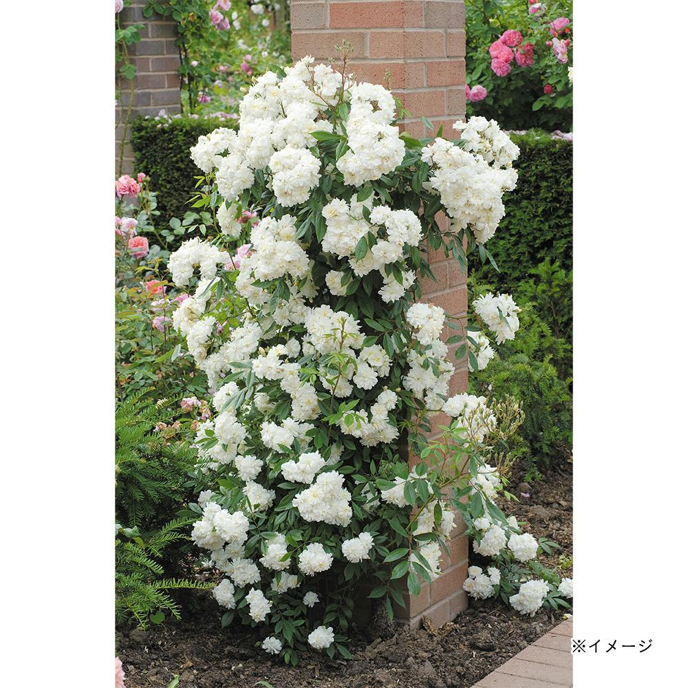 �X�m�[�O�[�X ��؁E�ʎ�