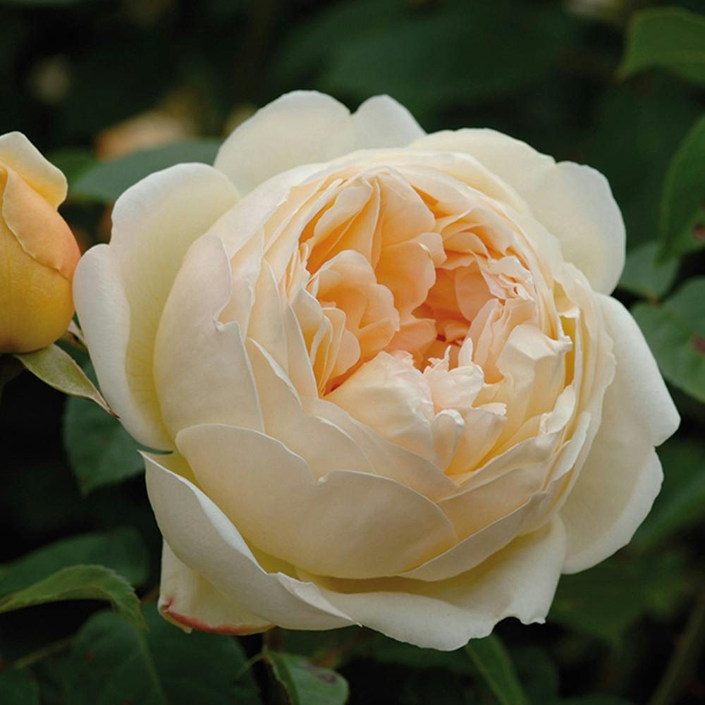 �W���[�h�E�W�E�I�u�X�L���A ��؁E�ʎ�