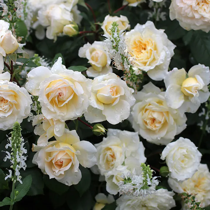 【2025年バラ苗予約販売】マルク・アントン・シャルポンティエ