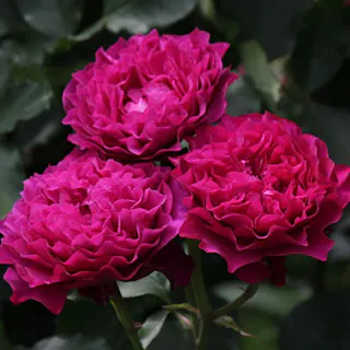 【2025年バラ苗予約販売】ベルベティ・トワイライト