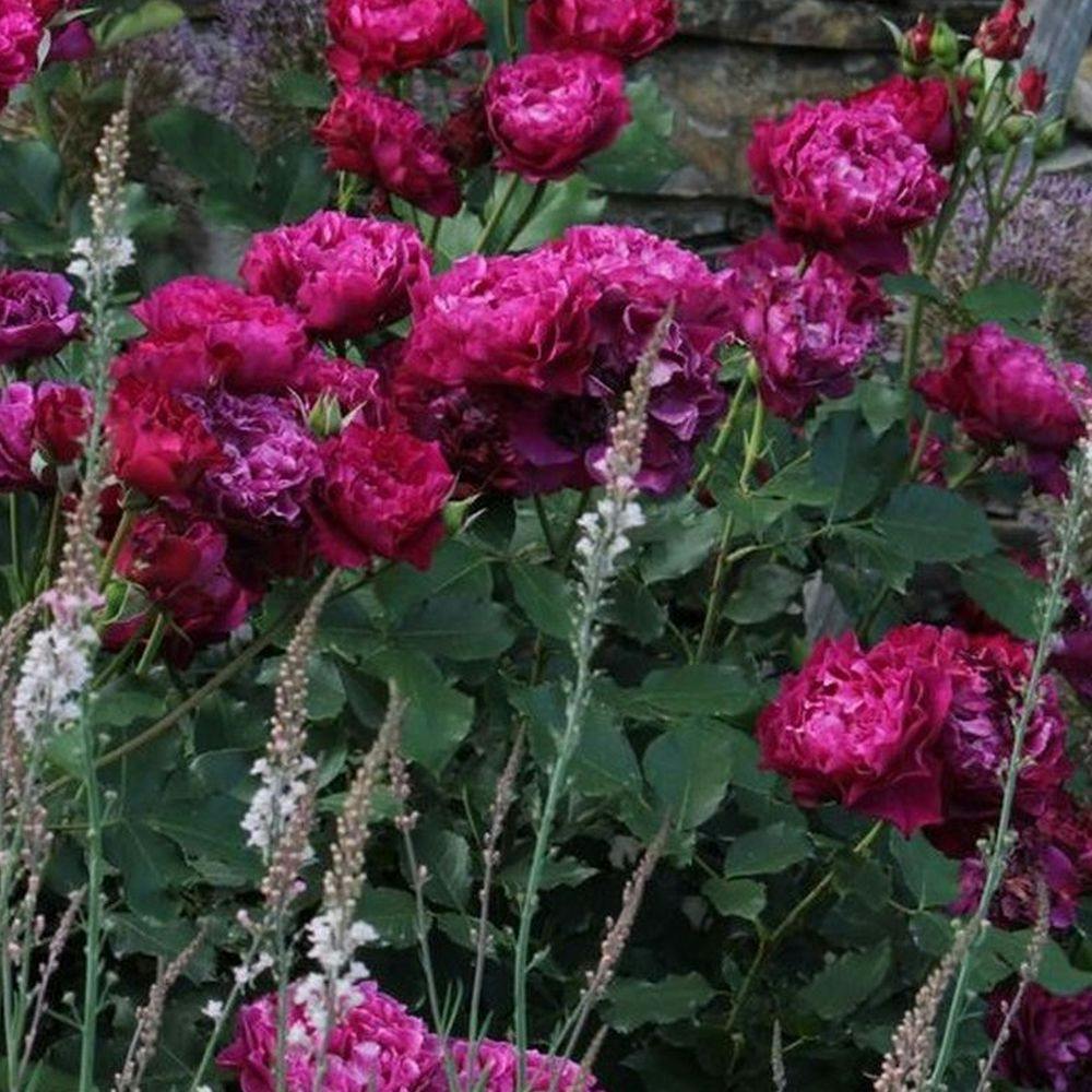 2025年バラ苗予約販売】ベルベティ・トワイライト | 花＆グリーン 通販