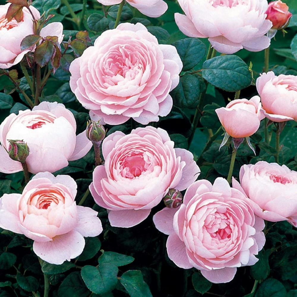 �N�C�[���E�I�u�E�X�E�F�[�f�� ��؁E�ʎ�