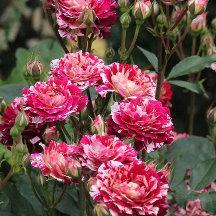 【2025年バラ苗予約販売】ベル・デスピヌーズ