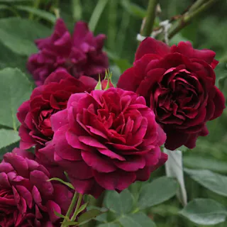 【2025年バラ苗予約販売】真夜