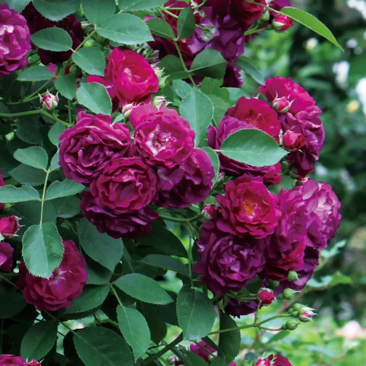 【2025年バラ苗予約販売】アイヴァンホー