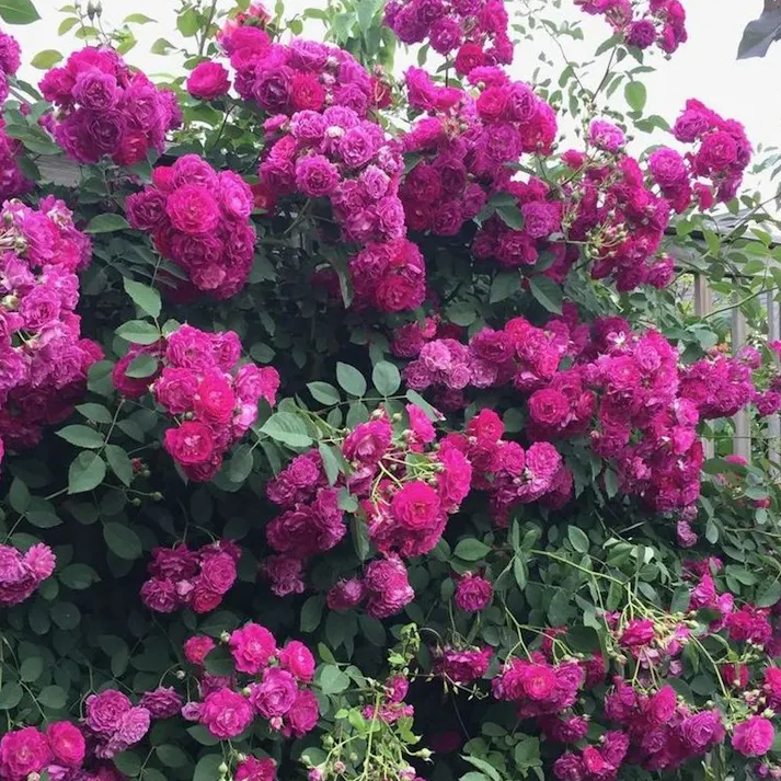 【2025年バラ苗予約販売】アイヴァンホー