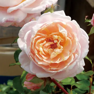 バラ苗予約販売 Splendid Rose Collection ホームセンター通販 カインズ
