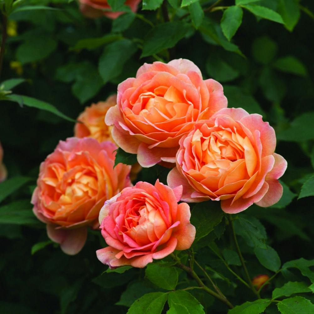 ���f�B�[�E�I�u�E�V���[���b�g ��؁E�ʎ�