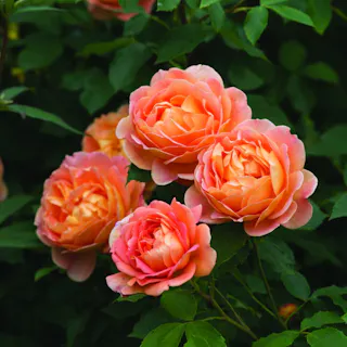 【2025年バラ苗予約販売】レディー・オブ・シャーロット