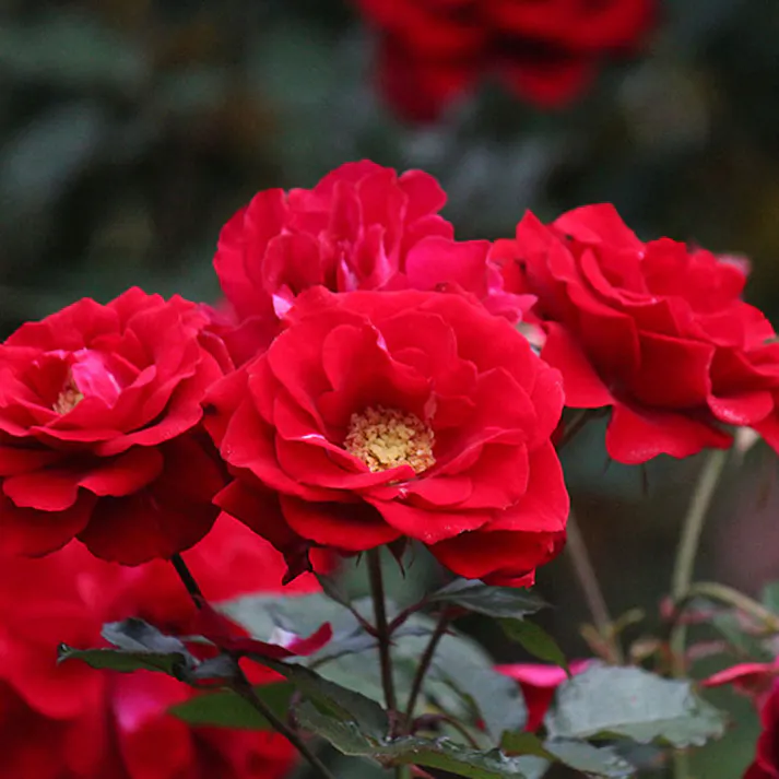 【2023年バラ苗予約販売】ジャルダン・ドゥ・ラクネイー(販売終了)