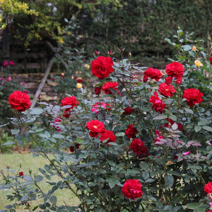 【2023年バラ苗予約販売】ジャルダン・ドゥ・ラクネイー(販売終了)