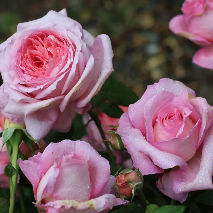 【2025年バラ苗予約販売】アン=ソフィー・ピック