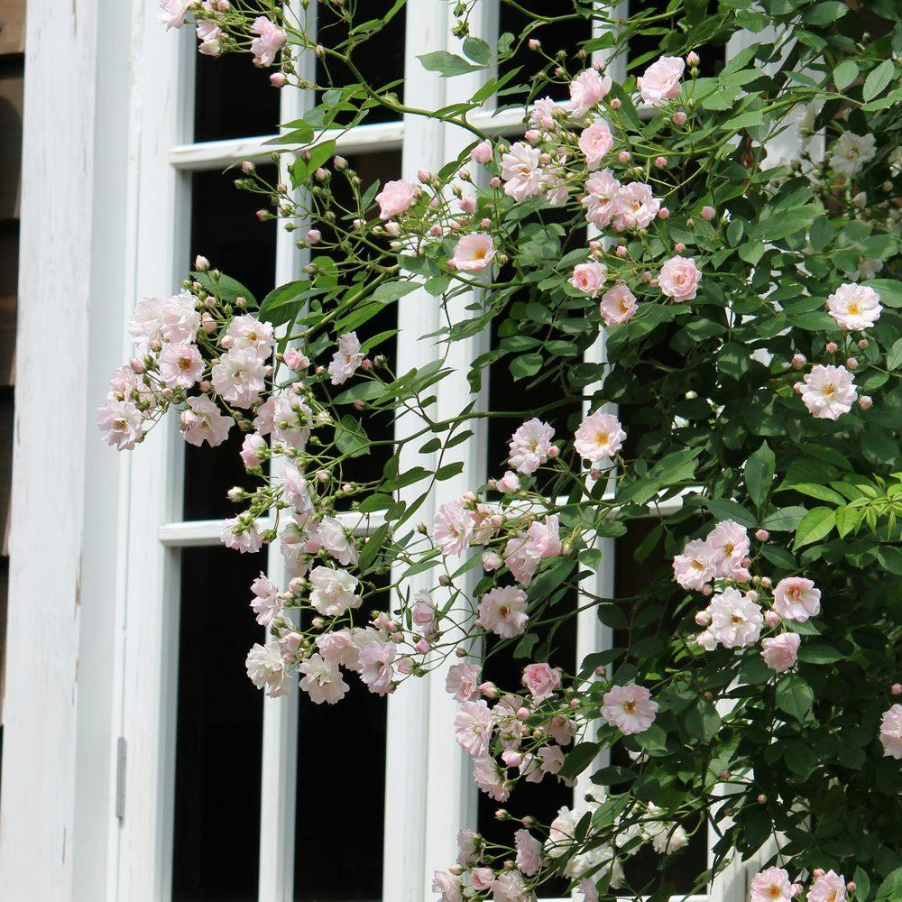 SQUARE スクエア 新品部品　バラ売り可能 2025年バラ苗予約販売】南部ざくら | 花＆グリーン 通販